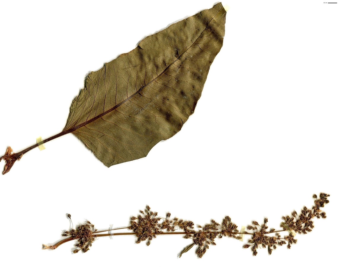 Rumex alpinus (Polygonaceae)